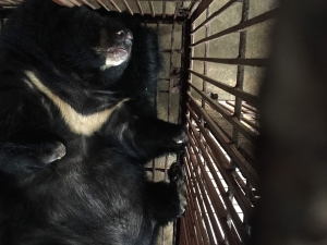 Tương lai không còn gấu bị nuôi nhốt: Hành trình quyết liệt ở chặng cuối Tương lai không còn gấu bị nuôi nhốt: Hành trình quyết liệt ở chặng cuối